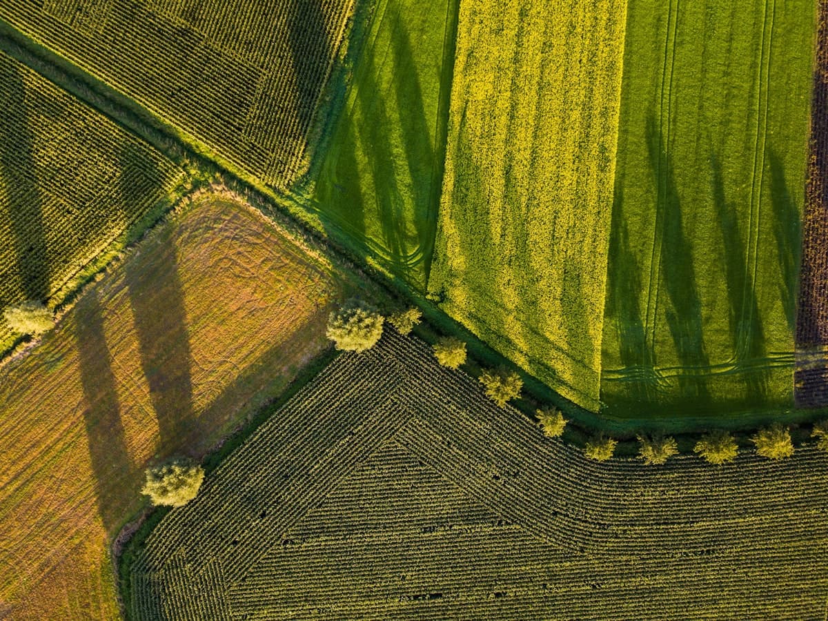 Aerial view of green farmland