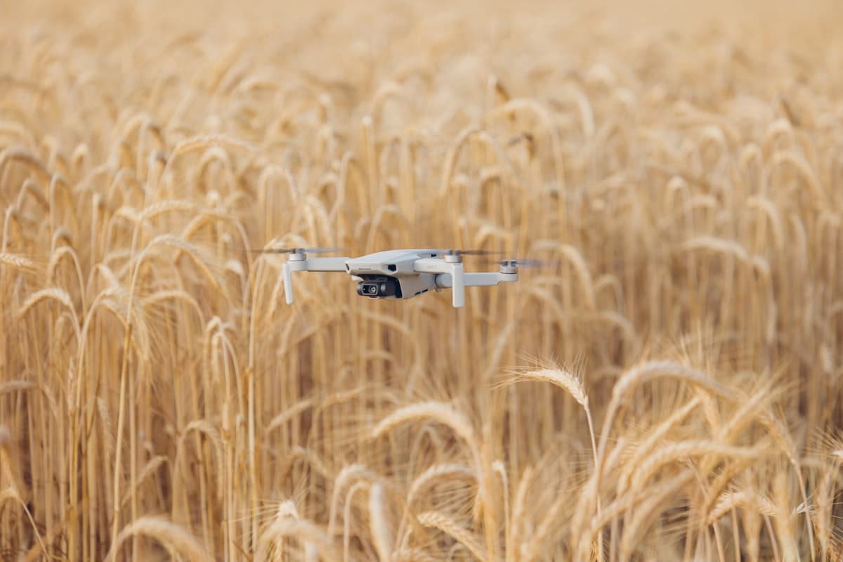 A drone flying over a wheat field collecting data